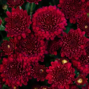 Burgundy Mum