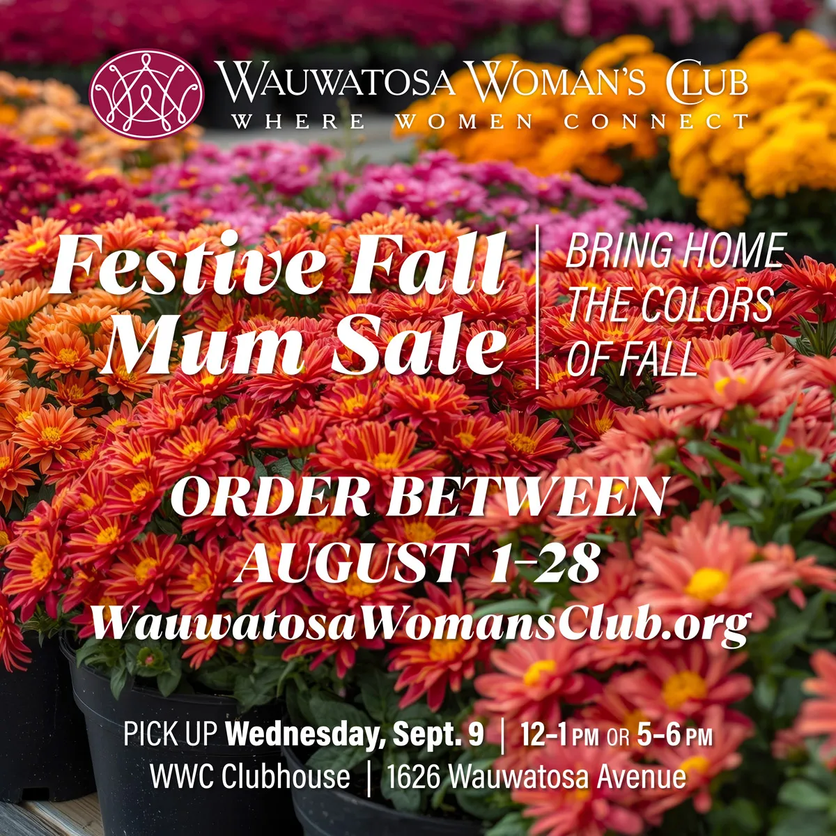 Fall Mum Sale — Bring home the colors of fall