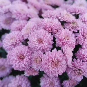 Lavender Mum