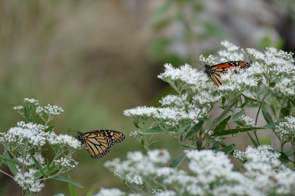 Monarchs