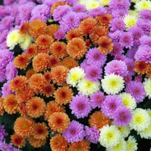 Multicolored Mum
