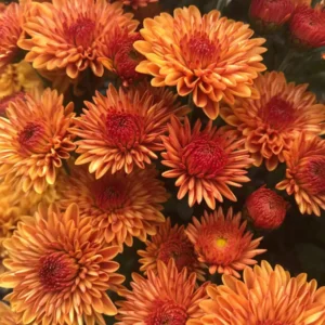 Rust Mum