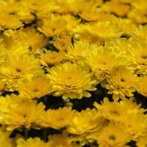Yellow Mum