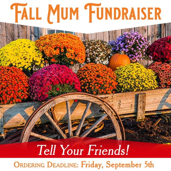 Fall Mum Fundraiser