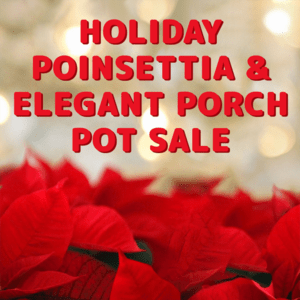 Holiday Pointsettia & Elegant Porch and Pot Sale