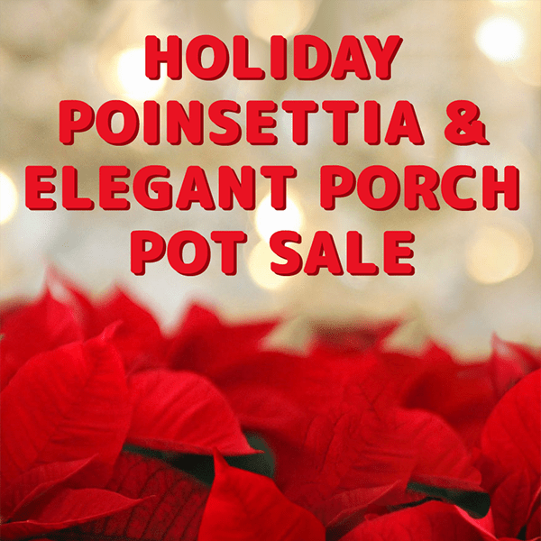 Poinsettia Sale